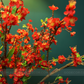 1M Tall Artifical Flower Arrangement Red Cherry Blossom In Vase (ARBK3)
