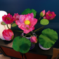 Artificial Flower Bunch Of Lotus In Blue & White Chinese Pattern Jar (ARCV1)