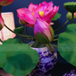 Artificial Flower Bunch Of Lotus In Blue & White Chinese Pattern Jar (ARCV1)